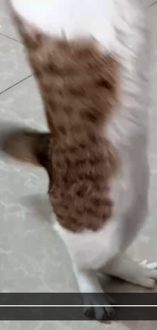 作品图